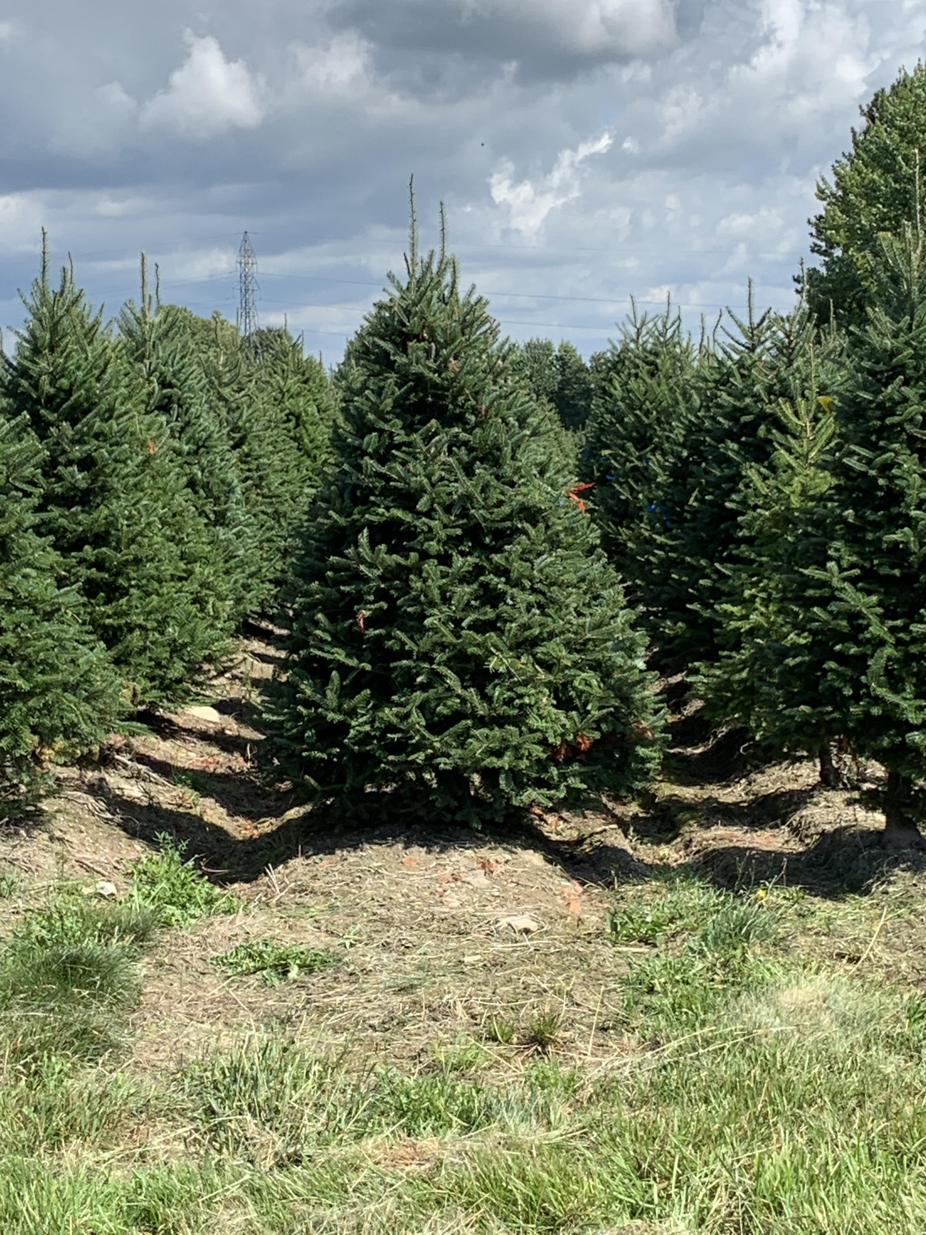 Raised Christmas tree planting beds.